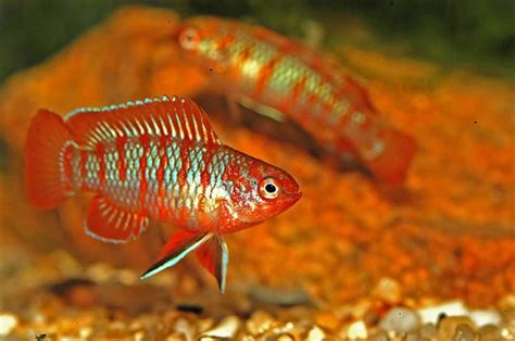8 Great Tank Mates for Scarlet Badis: Compatibility .